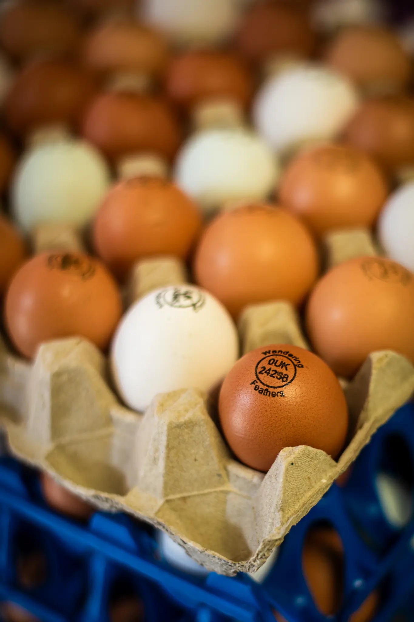 A close-up of Honesty brand 12 Organic Eggs in a cardboard carton, neatly arranged with brown and white shells; the front brown egg features a “UK 42329 feathers” stamp.