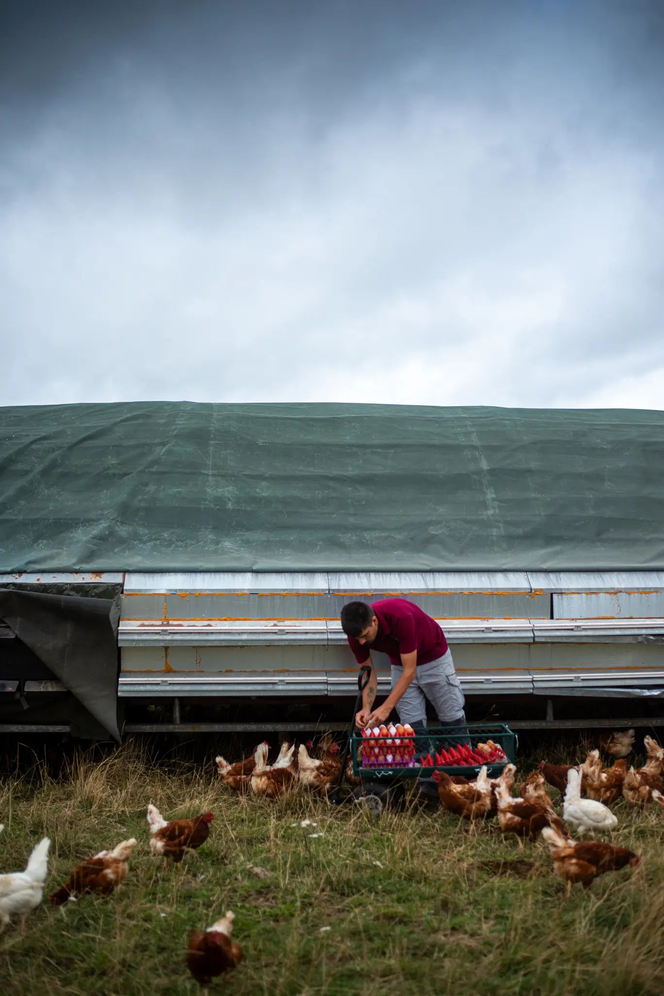 A person gathers Honesty brand 12 Organic Eggs into cartons, surrounded by chickens on grass beside a large green-tarped structure under a cloudy sky.