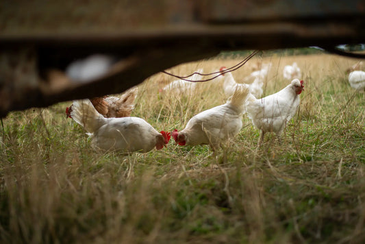 Honest Eggs with Local Roots - A Circular Partnership with Wandering Feathers