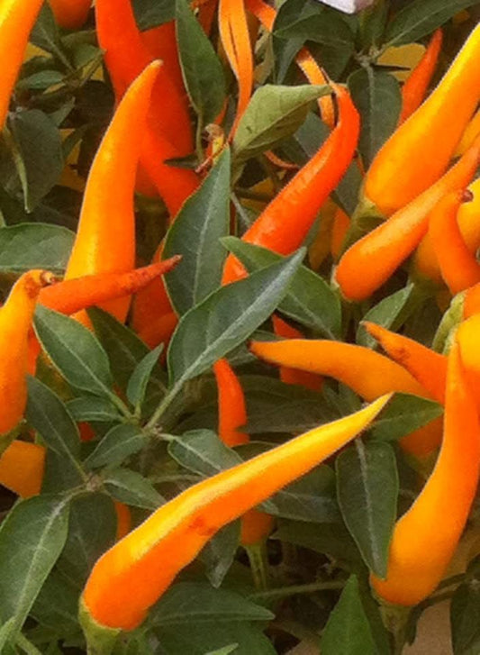 Close-up of a plant with many long, thin yellow and orange chili peppers among green leaves—ideal for spicing up Sunshine Dishes from Caribbean by Event.