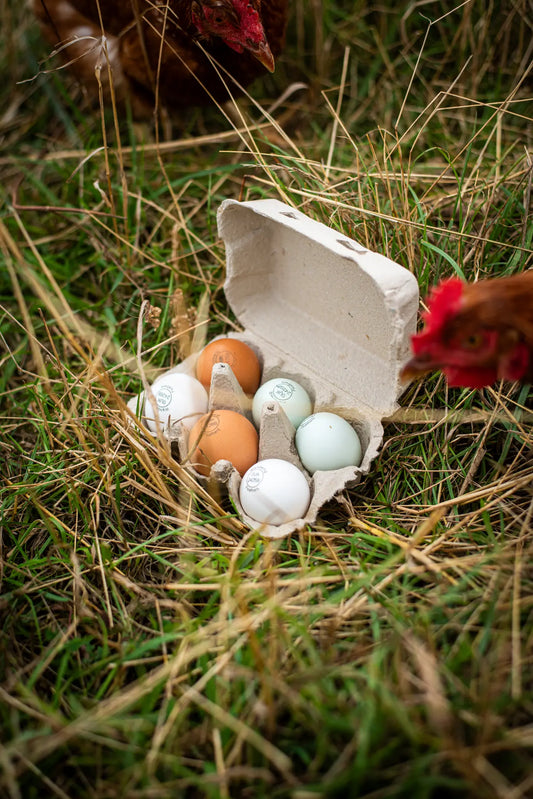 An open carton of Honesty 12 Organic Eggs rests on grass, displaying brown, white, and pale blue shells, while chickens peck nearby.