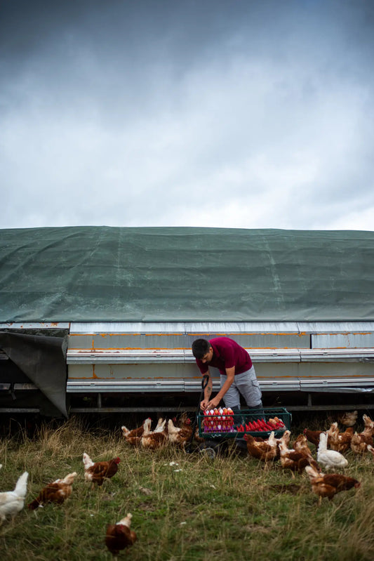 A person gathers Honesty brand 12 Organic Eggs into cartons, surrounded by chickens on grass beside a large green-tarped structure under a cloudy sky.