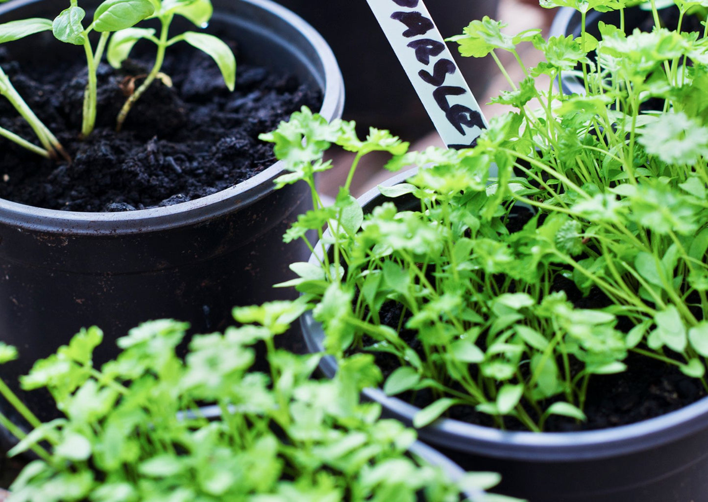 Wholesome Aval (Poha) Cooking Class