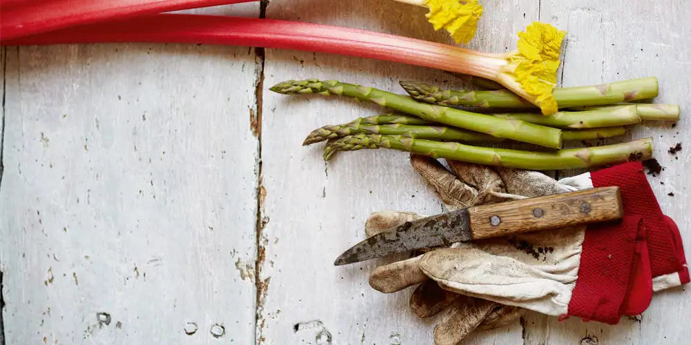 Rhubarb stalks, asparagus spears, gardening gloves, and a rustic knife are arranged on a weathered white wooden surface.